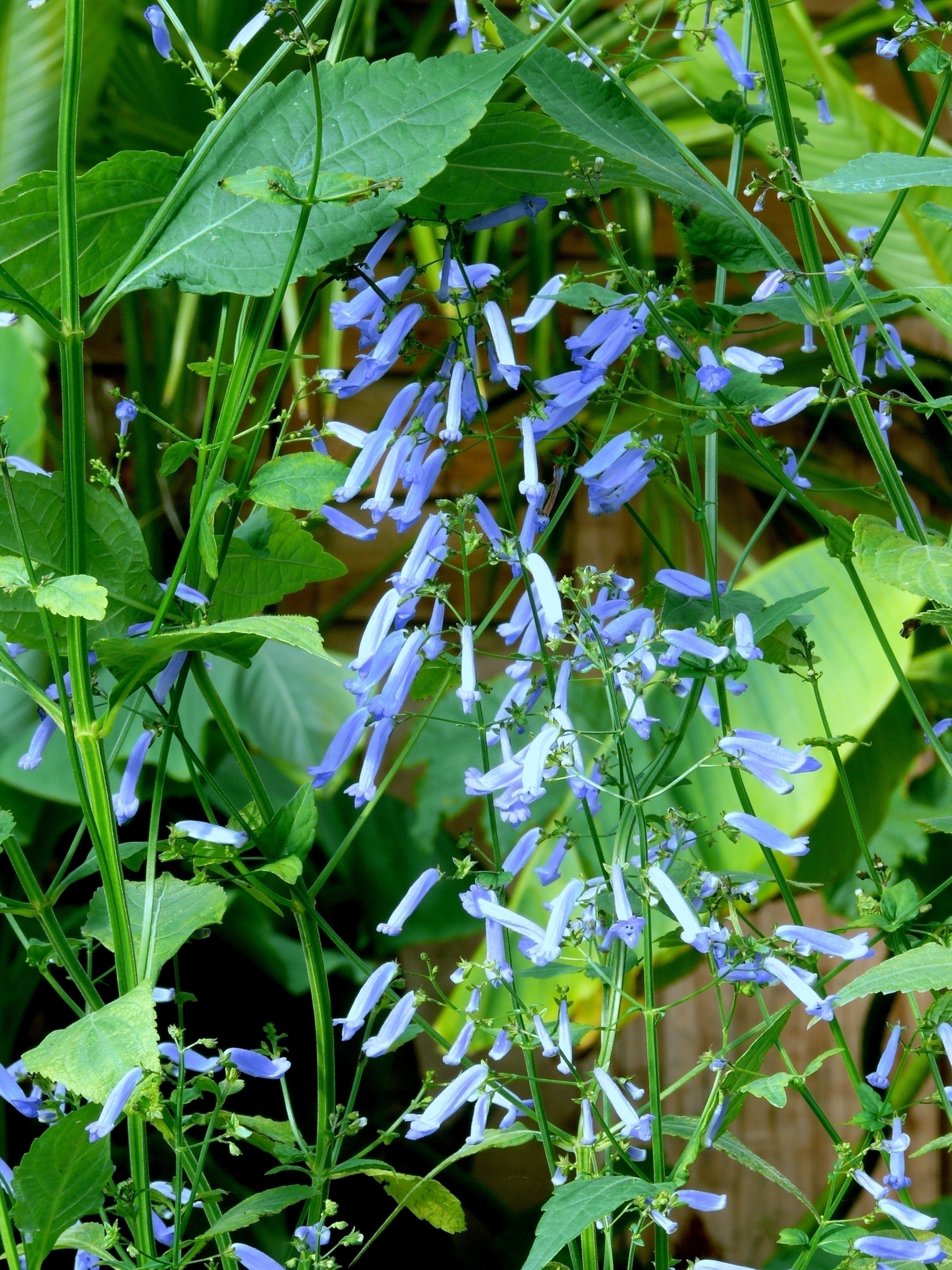 ¿Conoces Isodon longituba?