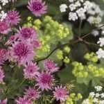 Astrance: plantar, cuidar y asociar en el jardín