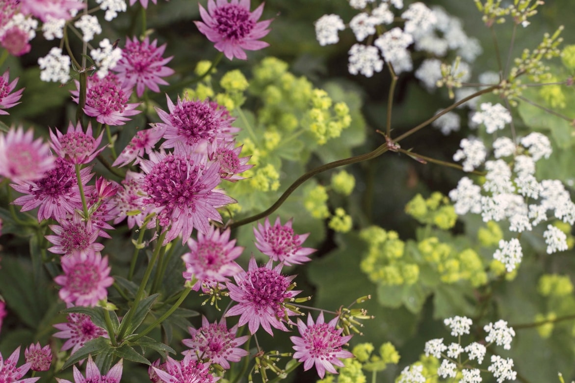 Astrance: plantar, cuidar y asociar en el jardín