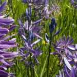 Camassia: plantar, cuidar y asociar en el jardín