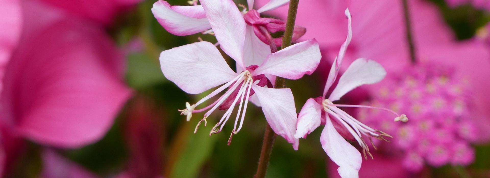 Gaura: plantar y cultivar