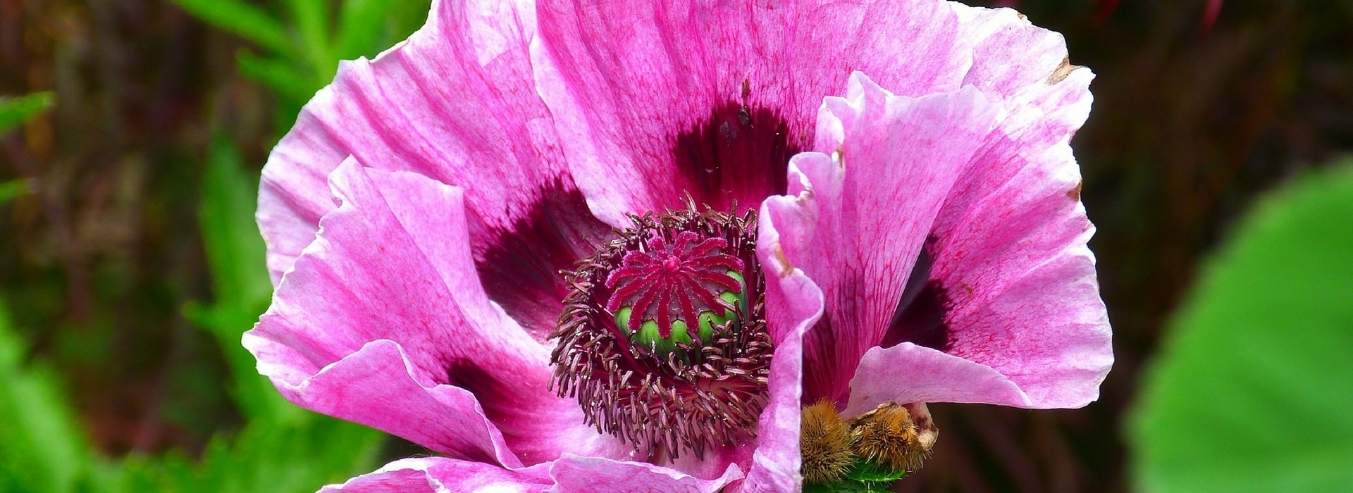 Amapolas orientales: ¿cómo cultivarlas?
