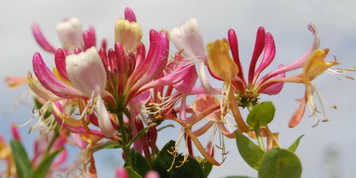 la madreselva: plantación, poda y mantenimiento