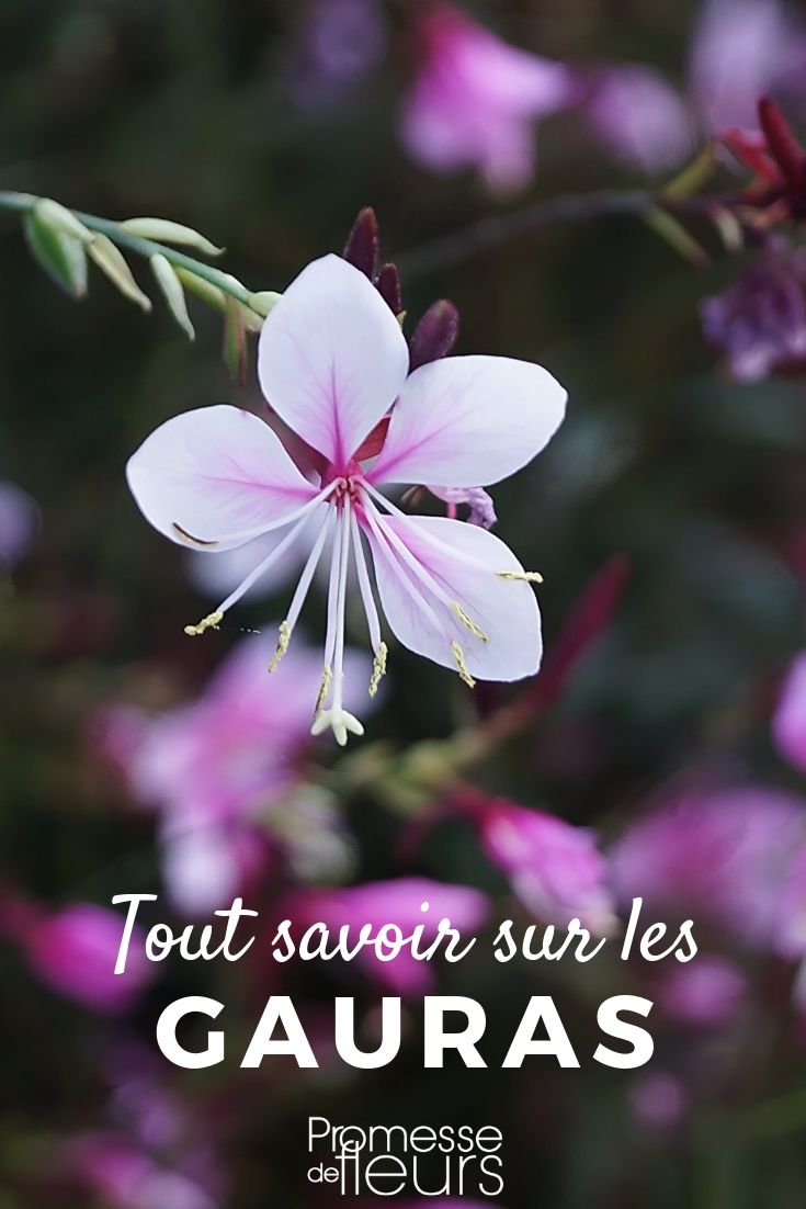 gaura: plantación, cultivo y cuidados

El gaura es una planta perenne de fácil cultivo que aporta un toque de ligereza y movimiento al jardín. Originaria de América del Norte, esta planta resistente y florífera es ideal para borduras, macizos o jardines de estilo natural.

**Plantación del gaura**

- **Época de plantación**: Primavera u otoño.
- **Exposición**: Pleno sol.
- **Suelo**: Bien drenado, incluso pobre y seco.
- **Preparación del terreno**: Afloja bien la tierra y añade un poco de compost si es necesario.
- **Distancia entre plantas**: 40 a 50 cm.

**Cultivo del gaura**

- **Riego**: Moderado, solo cuando el suelo esté seco. El gaura tolera bien la sequía.
- **Abonado**: No es necesario, pero puedes aplicar un fertilizante equilibrado en primavera para estimular la floración.
- **Poda**: Elimina las flores marchitas para favorecer la aparición de nuevas. A finales de invierno, corta los tallos a ras del suelo.

**Cuidados del gaura**

- **Resistencia**: Soporta bien el frío (hasta -15°C) y el calor.
- **Plagas y enfermedades**: Muy resistente, aunque puede verse afectada por pulgones en caso de exceso de humedad.
- **Multiplicación**: Por división de mata en primavera u otoño, o por semillas.

Con sus elegantes flores en forma de mariposa que se mecen con la brisa, el gaura es una planta indispensable para dar vida y dinamismo a tu jardín. ¡No dudes en adoptarla!