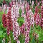 Persicarias o polígonos: plantación, cultivo y mantenimiento