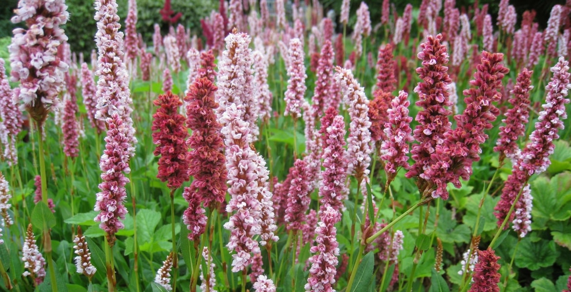 Persicarias o polígonos: plantación, cultivo y mantenimiento