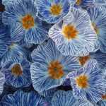 Prímula: Plantación, cultivo, mantenimiento y asociación