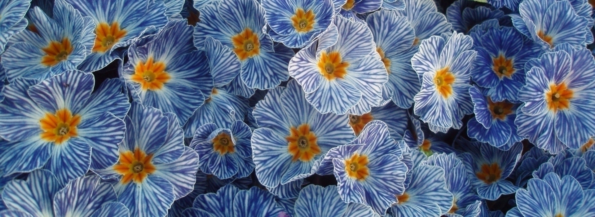 Prímula: Plantación, cultivo, mantenimiento y asociación