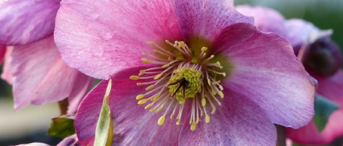 Heléboro: plantación y cultivo