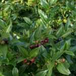 Sarcococca: cultivarlo y podarlo