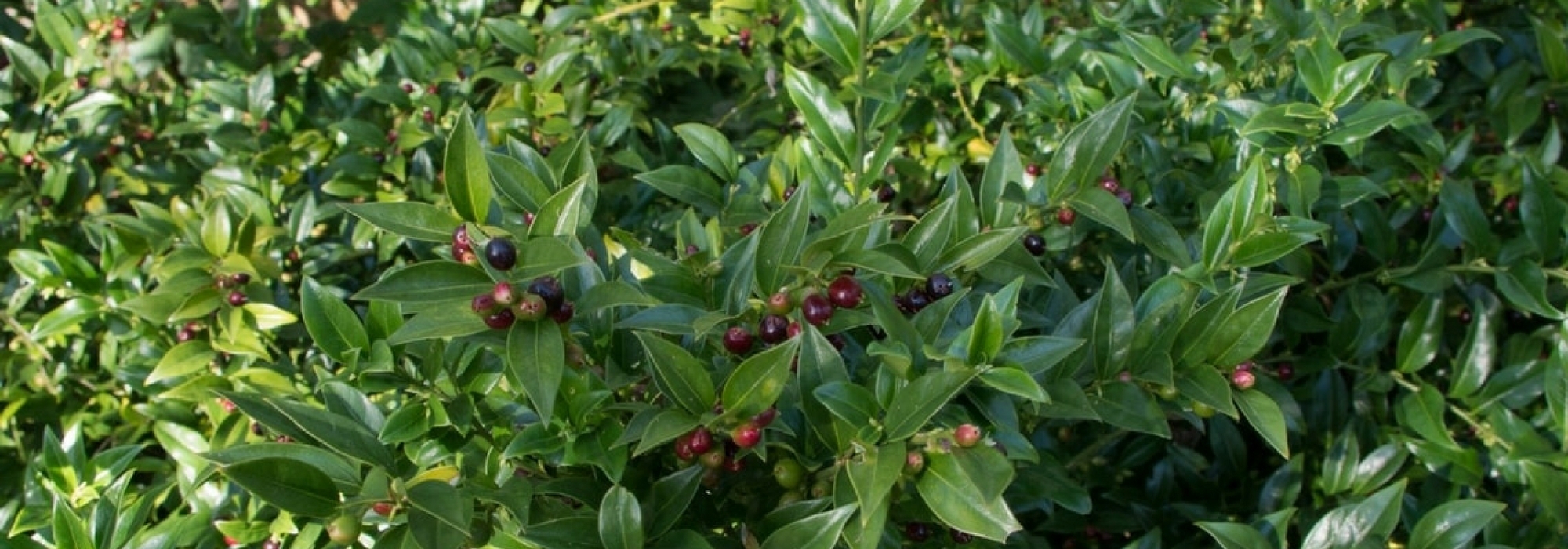 Sarcococca: cultivarlo y podarlo