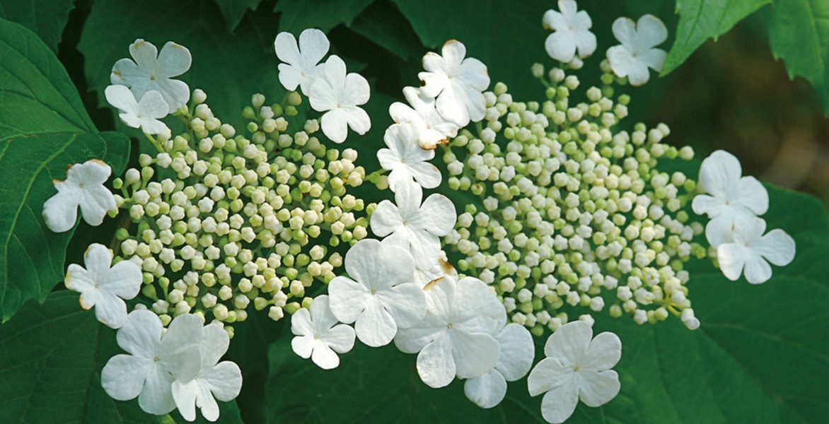 Viburnum, Viorne : plantarlo, podarlo y cultivarlo
