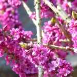 Dafne: cómo plantarla, cultivarla y cuidarla