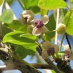 Akebia: plantar, podar y cuidar