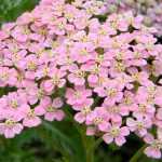 Milenrama, Achillea: plantar, cultivar y cuidar