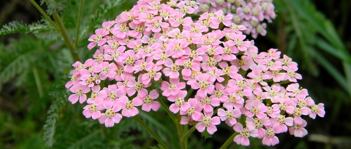 Milenrama, Achillea: plantar, cultivar y cuidar