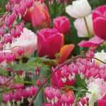 Corazón de María: 8 hermosas ideas para combinar plantas