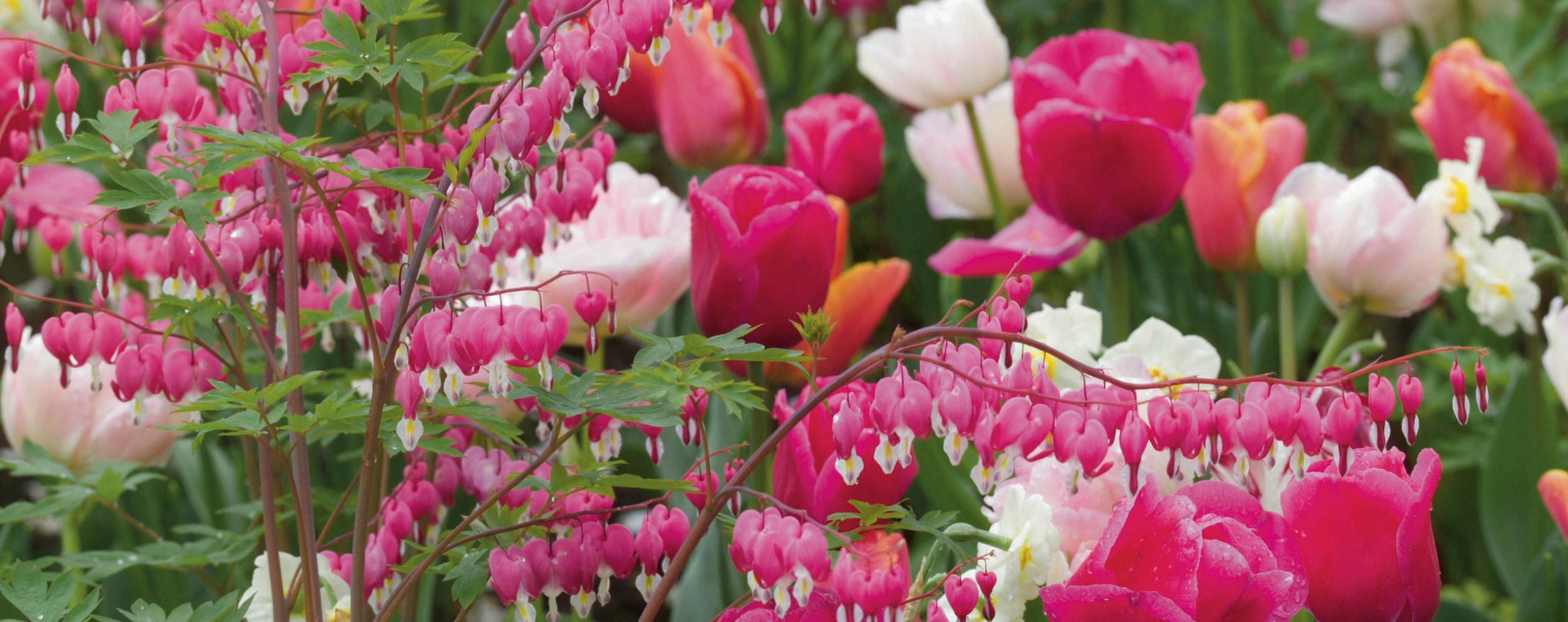 Corazón de María: 8 hermosas ideas para combinar plantas