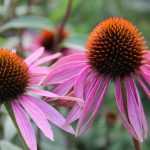 Equináceas: siembra, cultivo y cuidado