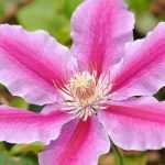 ¿Cómo podar y cuidar las clemátides?