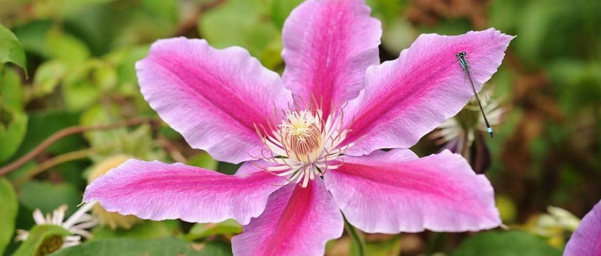 ¿Cómo podar y cuidar las clemátides?