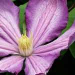 Plantar clemátides en macetas