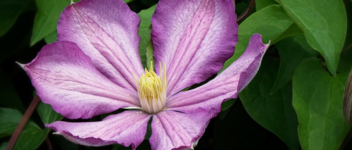 Plantar clemátides en macetas