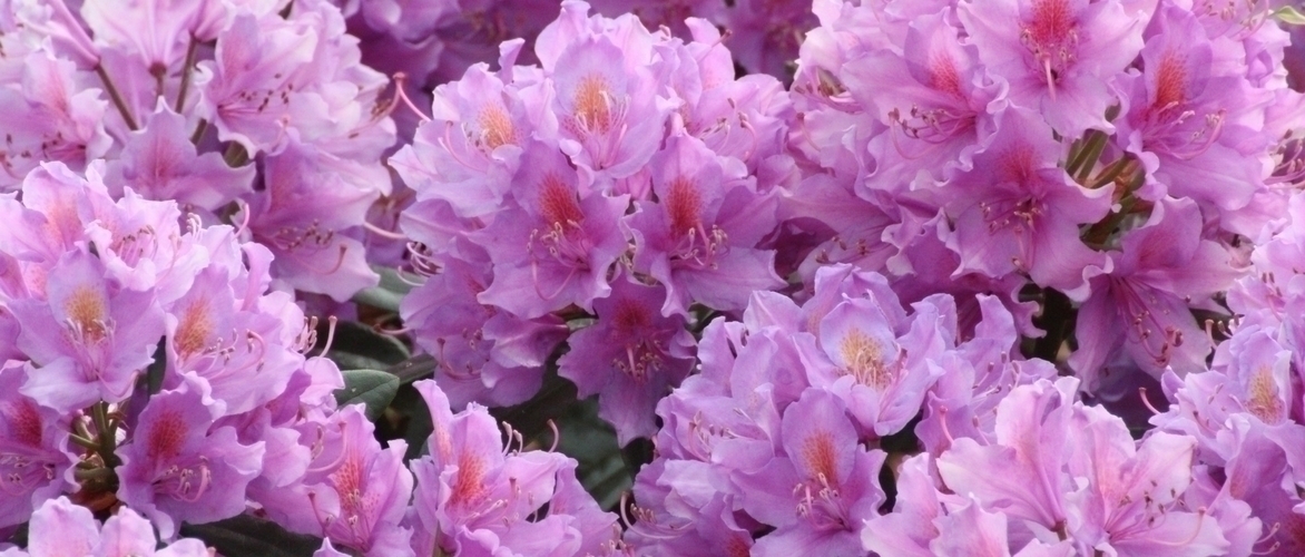 Rhododendron: Plantación, cultivo y mantenimiento