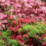 Rhododendron: 9 ideas de combinaciones exitosas