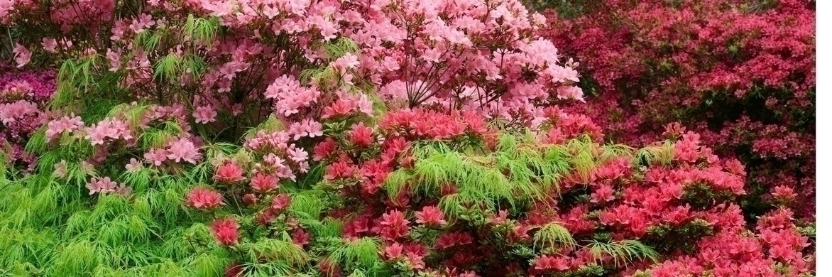 Rhododendron: 9 ideas de combinaciones exitosas