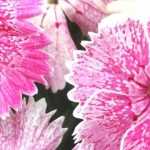 Esquejar y sembrar claveles