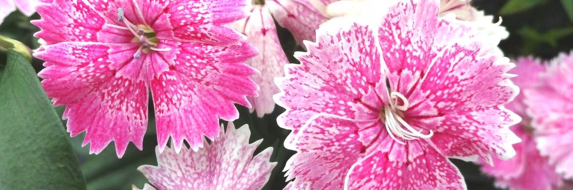 Esquejar y sembrar claveles