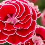 Clavel: consejos de Plantación, cuidados, siembra