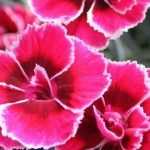 ¿Cómo plantar correctamente un clavel?