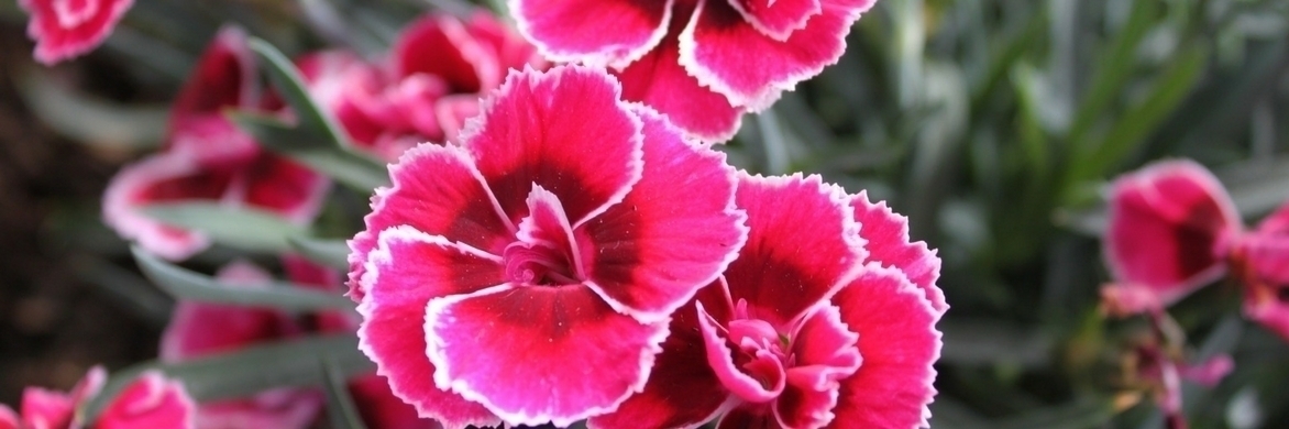 ¿Cómo plantar correctamente un clavel?