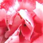 Claveles: ¿cuáles son los más fragantes?