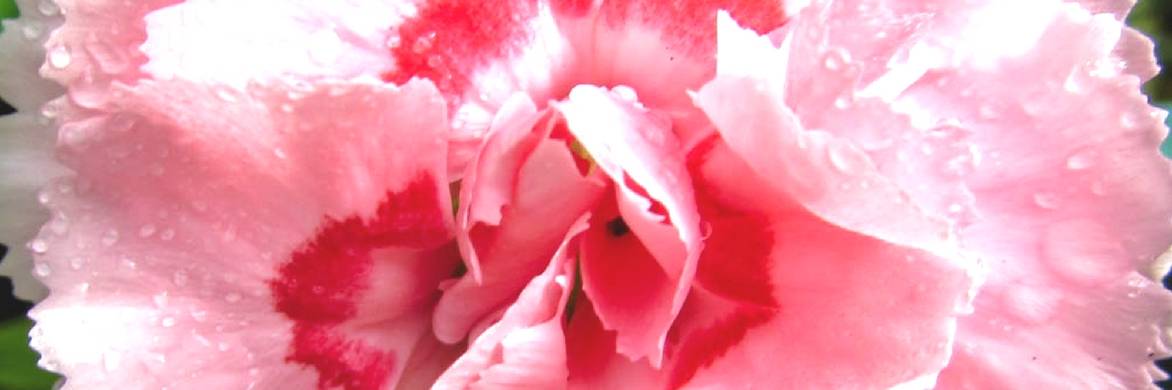 Claveles: ¿cuáles son los más fragantes?