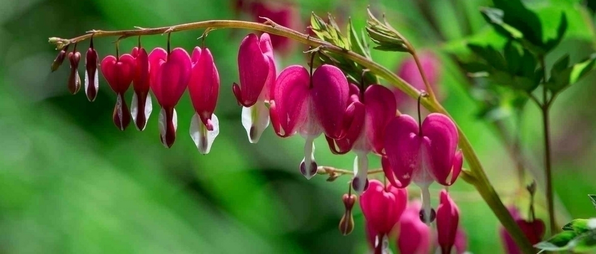 Corazón de María o Dicentra spectabilis: lograr su Plantación