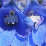 Delphinium, Espuela de caballero: 8 ideas para combinarlo