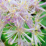 Thalictrum, Talictro: 8 buenas ideas para combinar