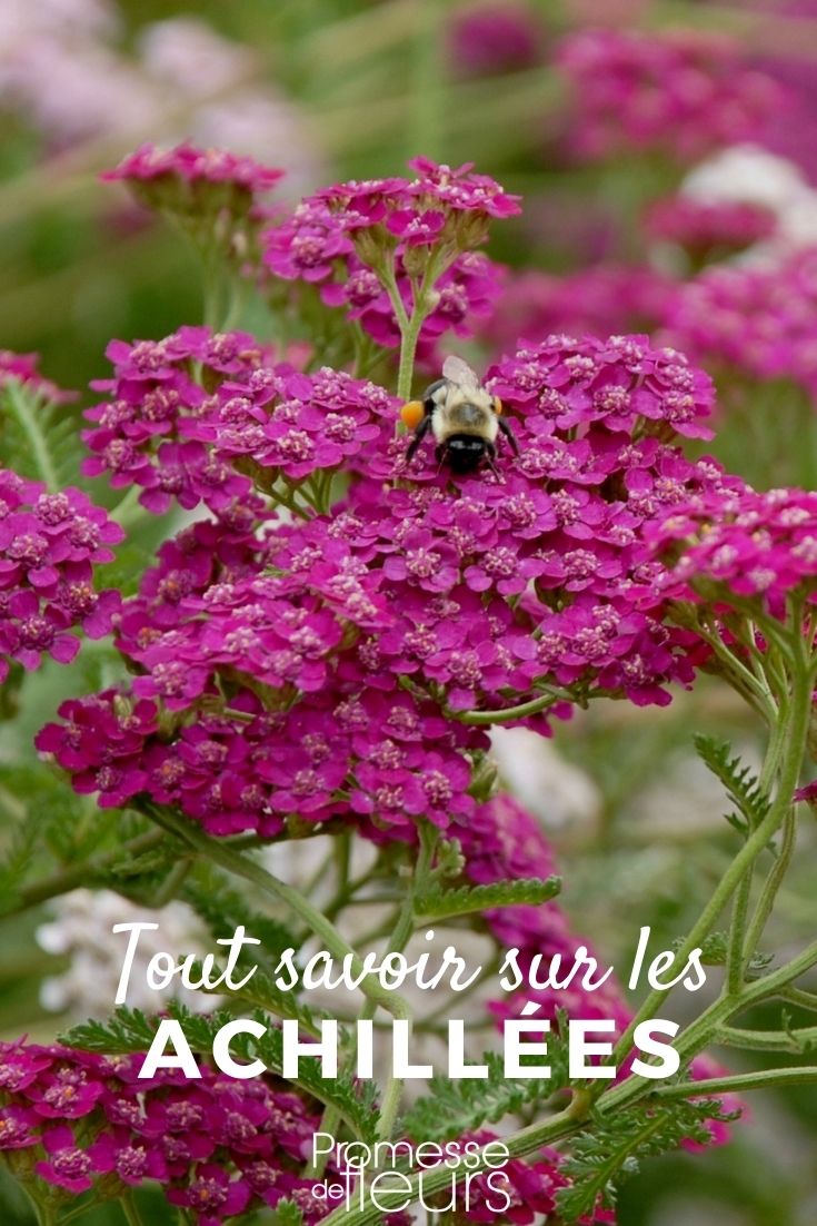 Aquilea: todo lo que necesitas saber