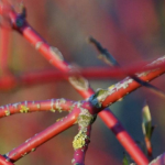 Cornus, de madera decorativa: plantar y podar