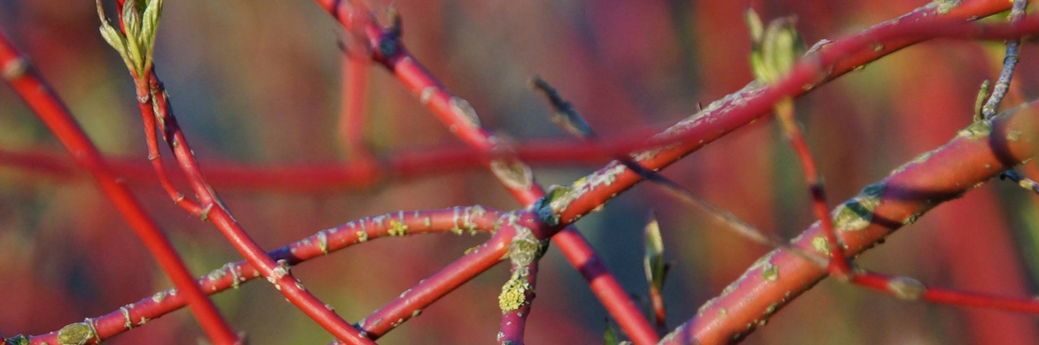 Cornus, de madera decorativa: plantar y podar
