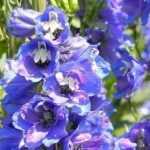 Delphiniums, pied-d'alouette: plantarlos, sembrar y mantener