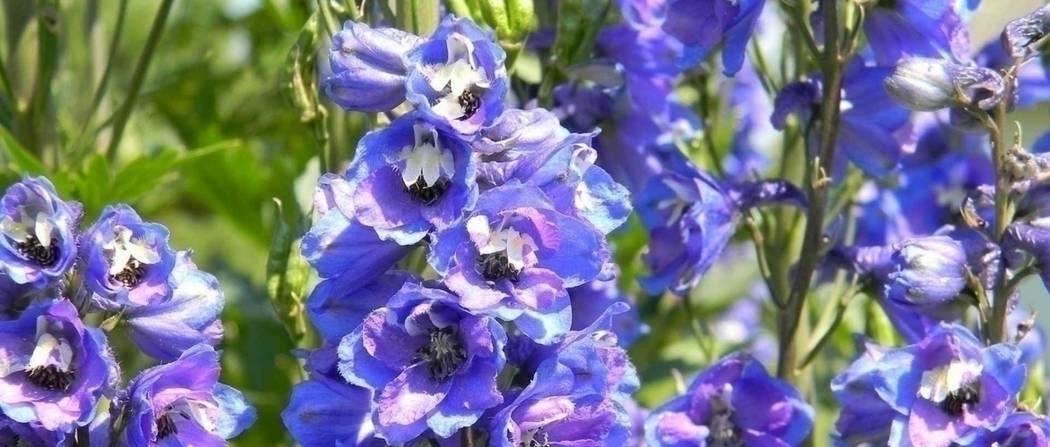 Delphiniums, pied-d'alouette: plantarlos, sembrar y mantener