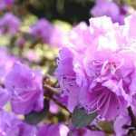 Rhododendron: cómo realizar la plantación