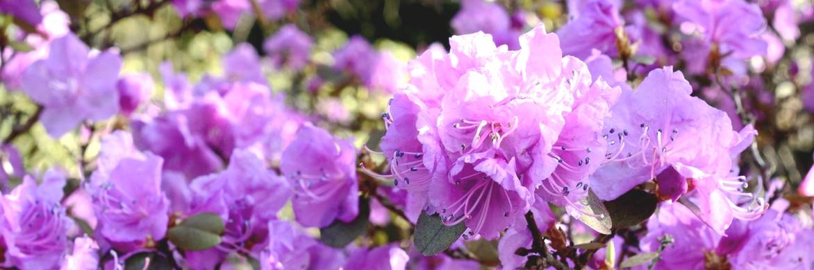 Rhododendron: cómo realizar la plantación