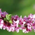 Dafne: ¿Cómo cuidarla?