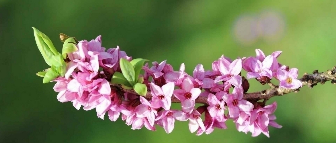 Dafne: ¿Cómo cuidarla?