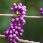 Callicarpa: plantar, cultivar y mantener